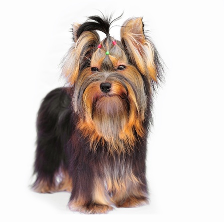 Yorkshire terrier on white の写真素材