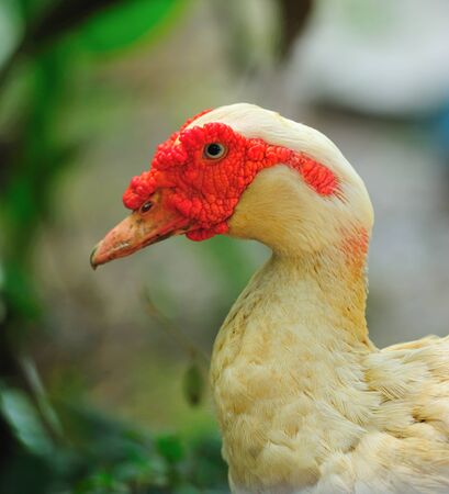 Beautiful colorful duck の写真素材