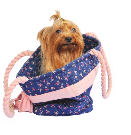 Glamour yorkshire terier siiting in the bag の写真素材