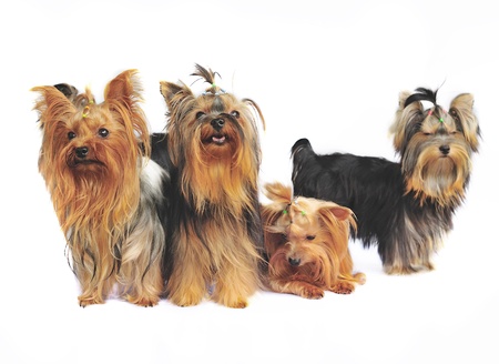 Yorkshire terrier on white の写真素材