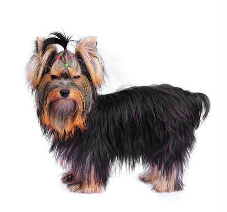 Yorkshire terrier on white の写真素材