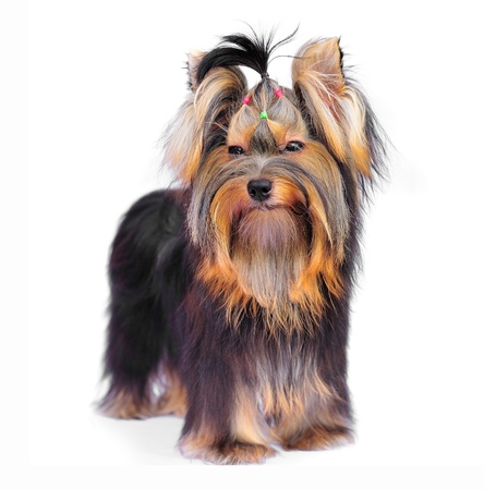 Yorkshire terrier on white の写真素材