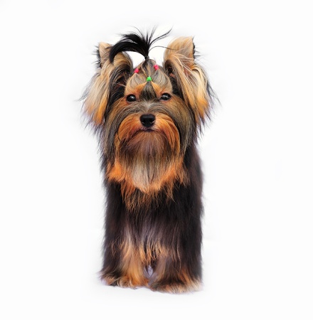 Yorkshire terrier on white の写真素材