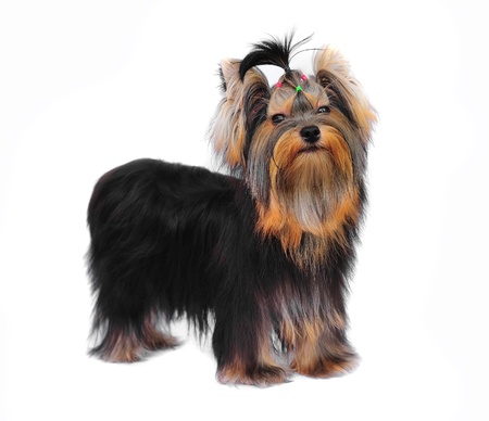 Yorkshire terrier on white の写真素材