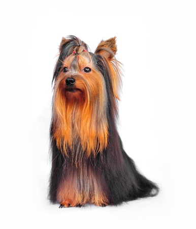 Yorkshire terrier on white の写真素材