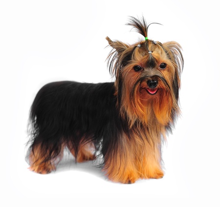 Yorkshire terrier on white の写真素材