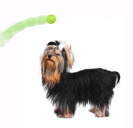 Yorkshire terrier see the tennis ball. の写真素材