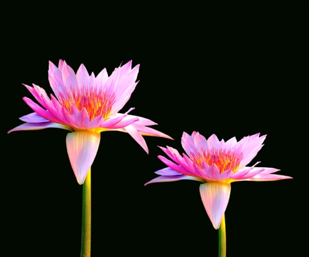 Pink lotus on dark background の写真素材