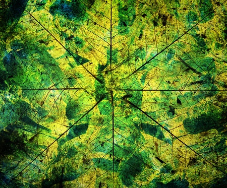  Old leaves background 