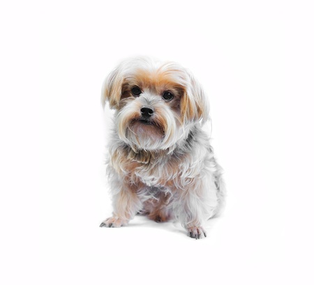 Yorkshire terrier puppy on white の写真素材