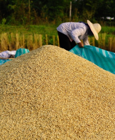yellow jasmin ripe rice from Thailand の写真素材