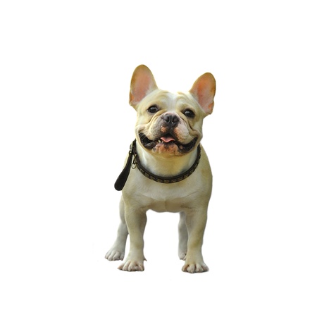   French bulldog on white backgroundの写真素材