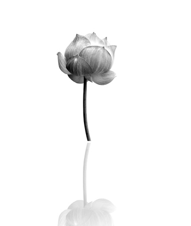 Lotus flower in black and white isolated on white background. の写真素材