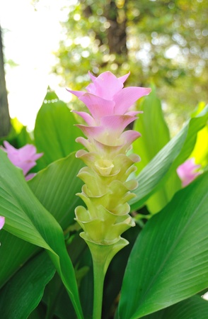 Siam tulip の写真素材