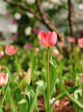 Beautiful spring tulip flowers in colorful gardenの写真素材