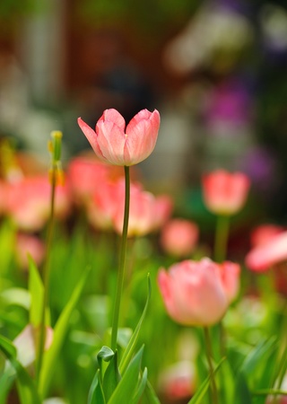 Beautiful spring tulip flowers in colorful garden の写真素材