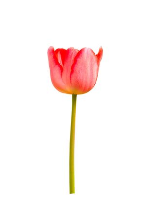 Beautiful tulip isolated on white background の写真素材
