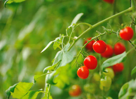 Red tomato on plant の写真素材