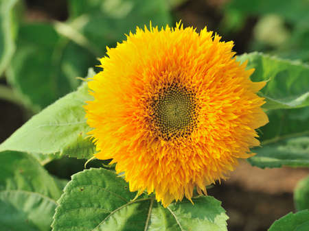 sunflower の写真素材