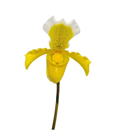 Orchid on white background の写真素材