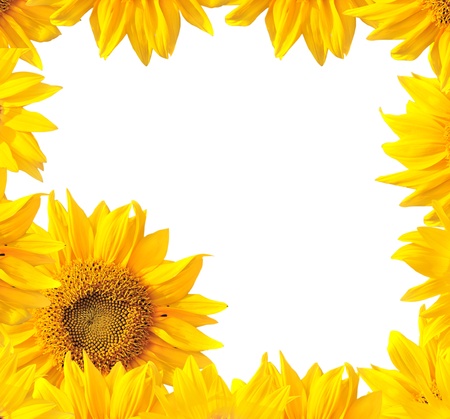 Sunflower nature summer background の写真素材