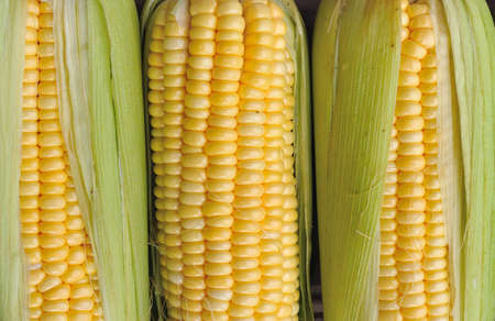 Fresh corn cobs