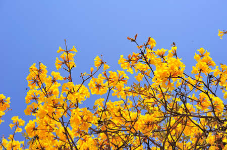 yellow flower on tree