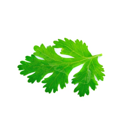 Fresh coriander leaves over white backgroundの写真素材