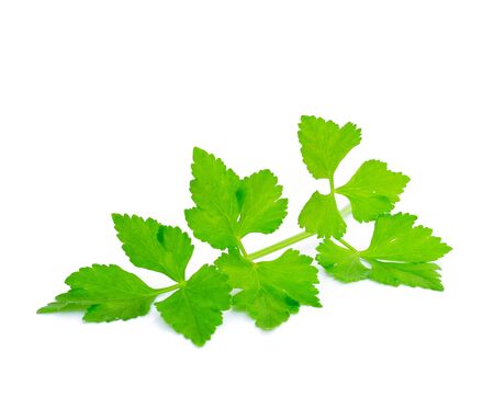 Celery on white backgroundの写真素材