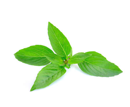 Leaves of basilの写真素材