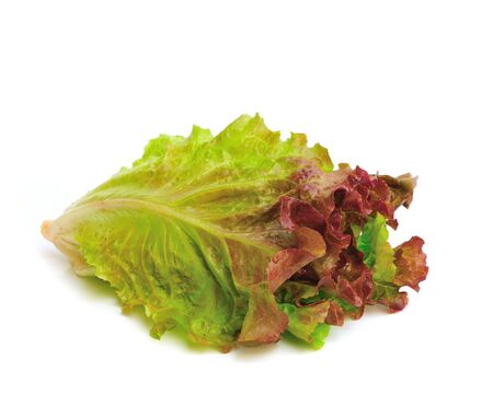 fresh green lettuce leaves isolated on whiteの写真素材