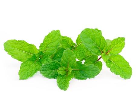 Mint leaf close up on a white background の写真素材