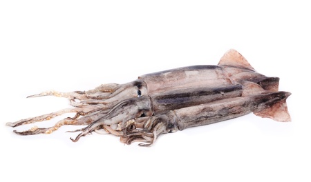 nice fresh squid isolated on white background の写真素材