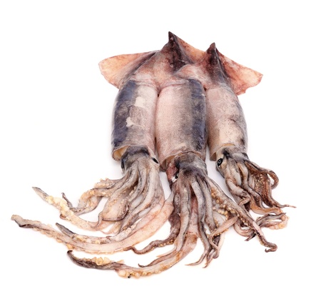 nice fresh squid isolated on white background の写真素材