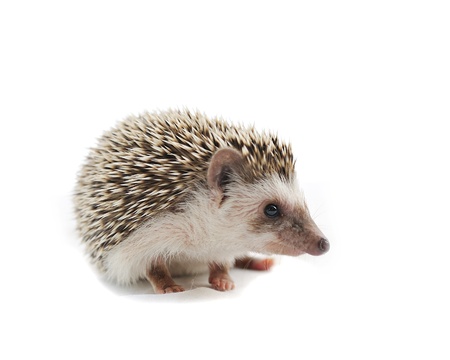 hedgehog in front of a white background の写真素材