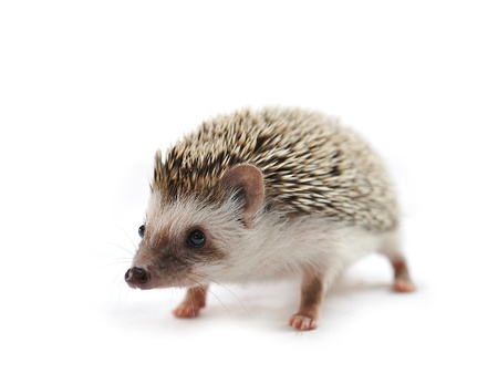 hedgehog in front of a white background の写真素材