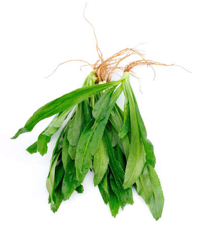 Thai Coriander の写真素材