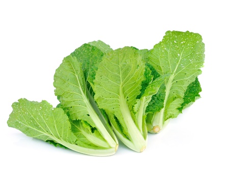 Lettuce の写真素材