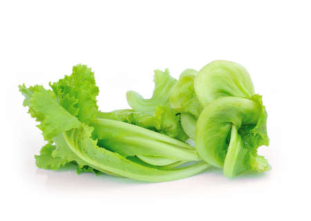 fresh green lettuce leaves isolated on whiteの写真素材