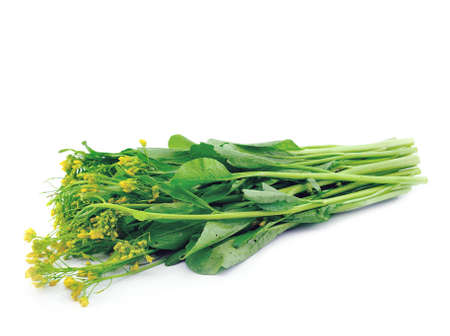Choy Sum on White Backgroundの写真素材