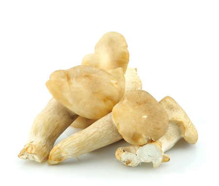 fresh mushroom on white background の写真素材