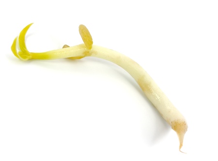 Single mung bean sprout isolated on white の写真素材