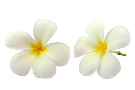 Tropical flowers frangipani (plumeria) isolated on white backgroundの写真素材