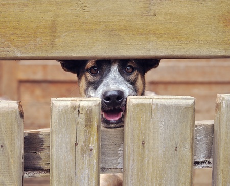 lonely dog in cage 
