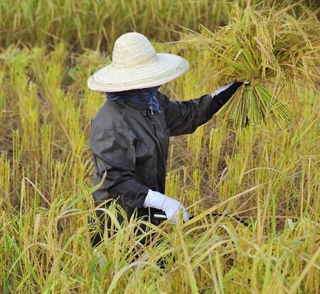 farmer in field, it s harvest time の写真素材