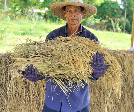 jasmin rice in the handの写真素材