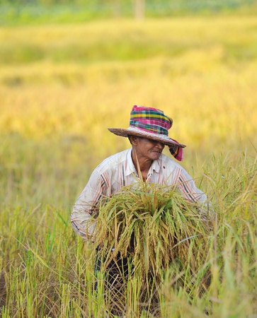 farmer in field, it's harvest time の写真素材