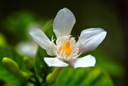 closeup white flowers の写真素材