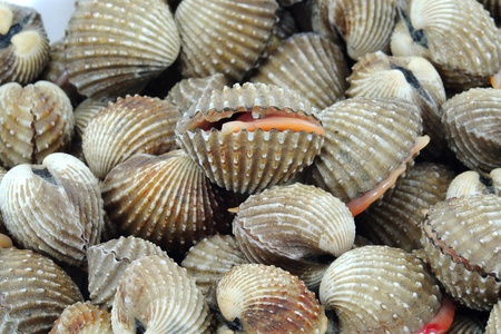 cockles on the  market の写真素材
