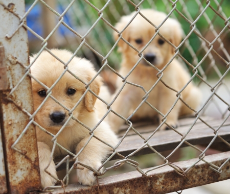 lonely dog in cage 
